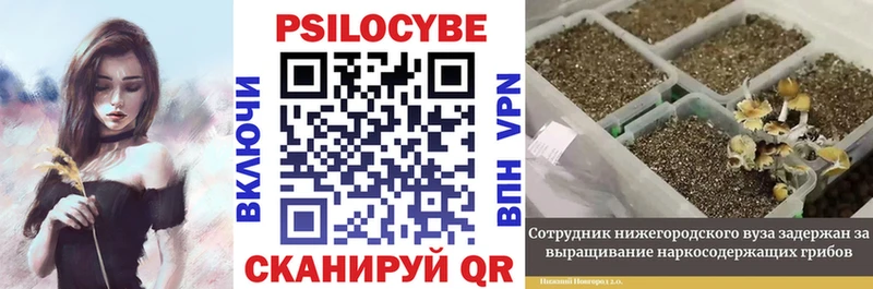 Купить  Каргополь  Галлюциногенные грибы GOLDEN TEACHER 